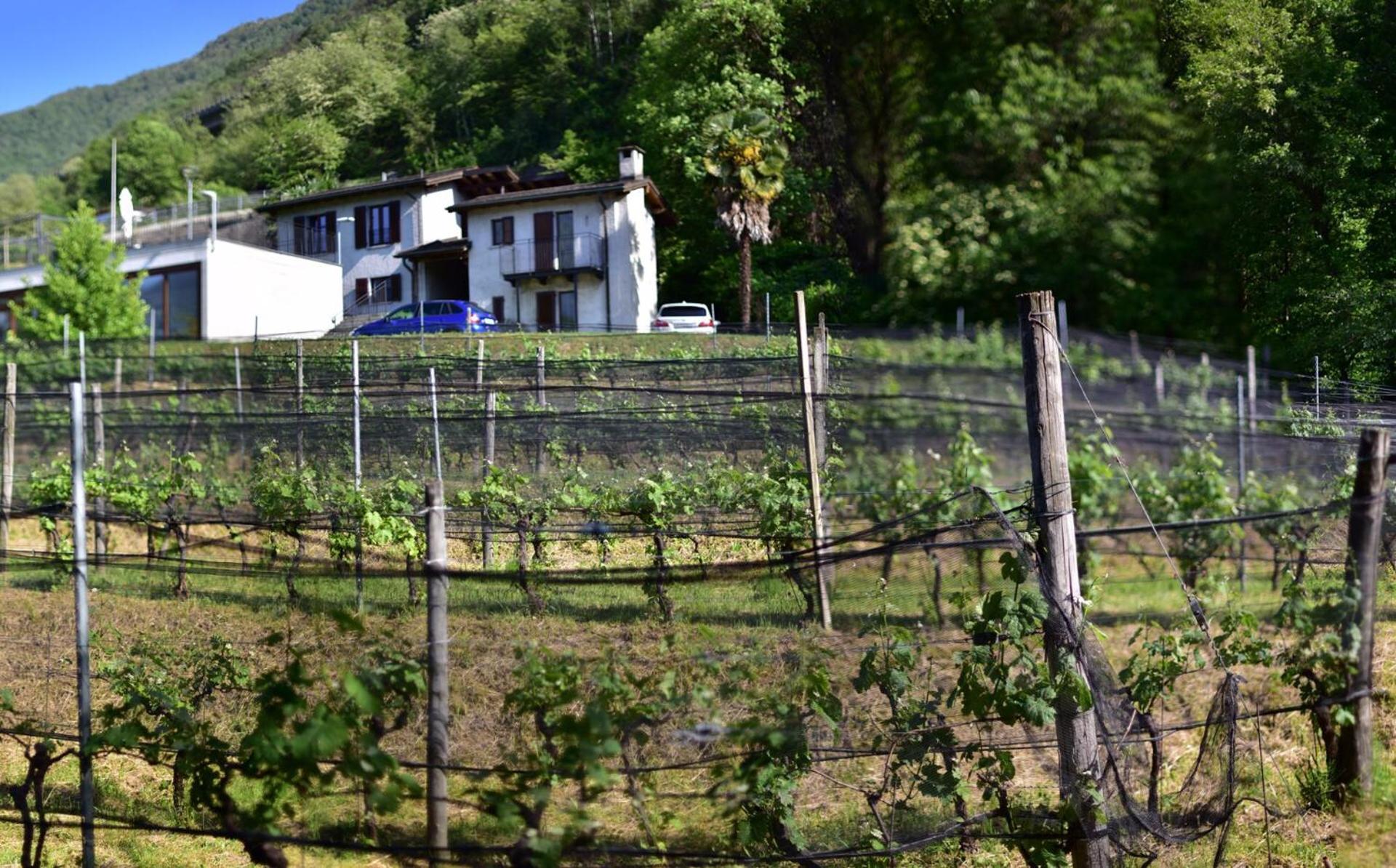 Bed and Breakfast Viva Bacco Gambarogno Экстерьер фото