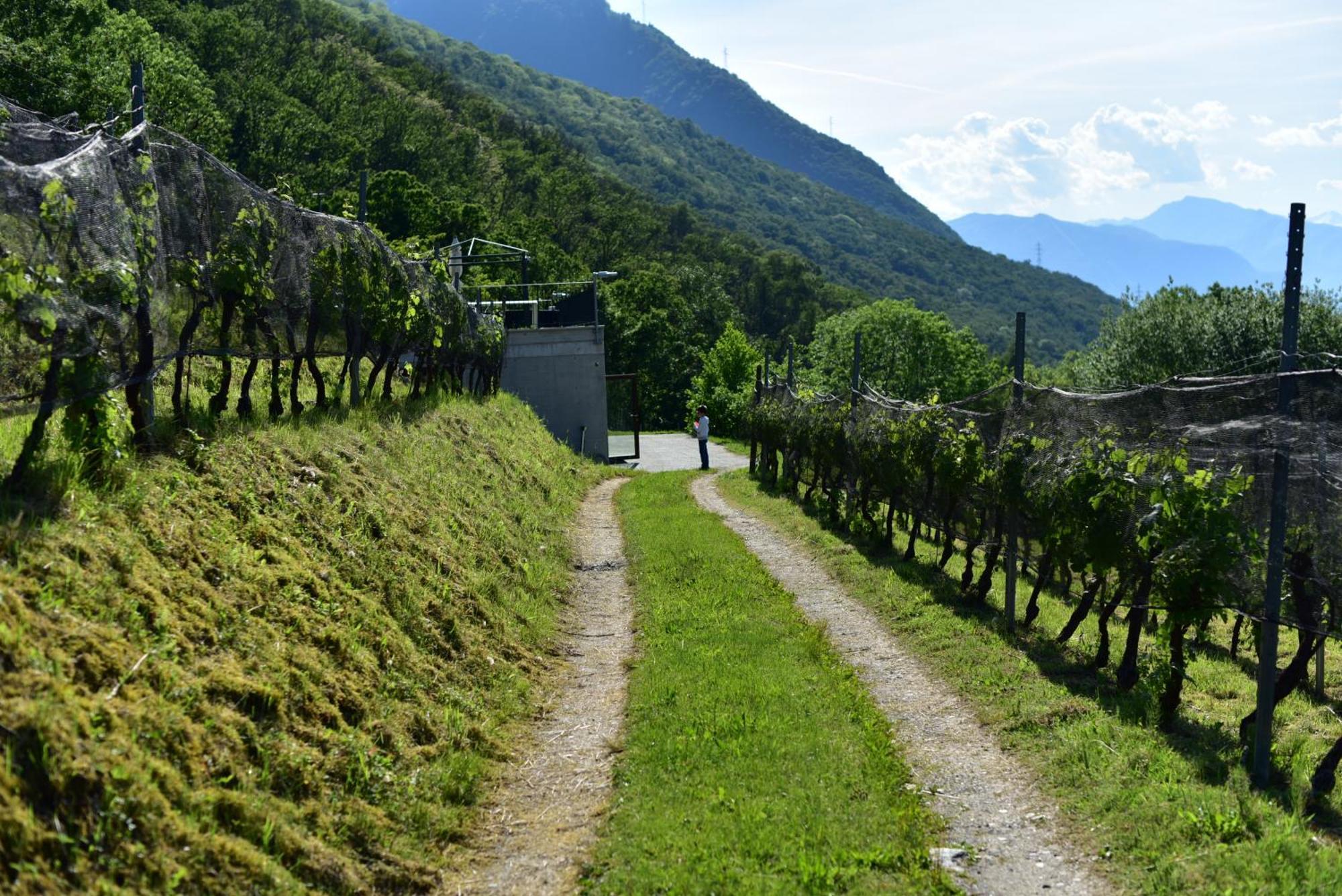 Bed and Breakfast Viva Bacco Gambarogno Экстерьер фото